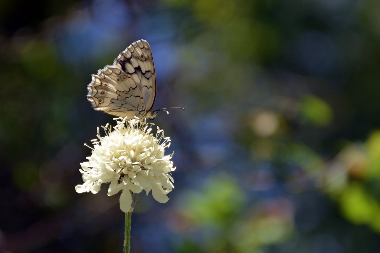 Gümüşhane 213 kelebek çeşidiyle Türkiye’nin en zengin ili 3