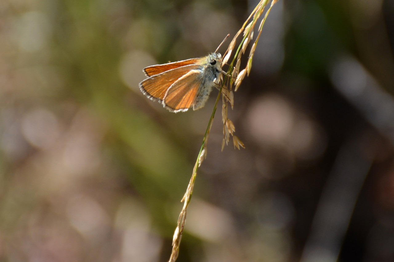Gümüşhane 213 kelebek çeşidiyle Türkiye’nin en zengin ili 4