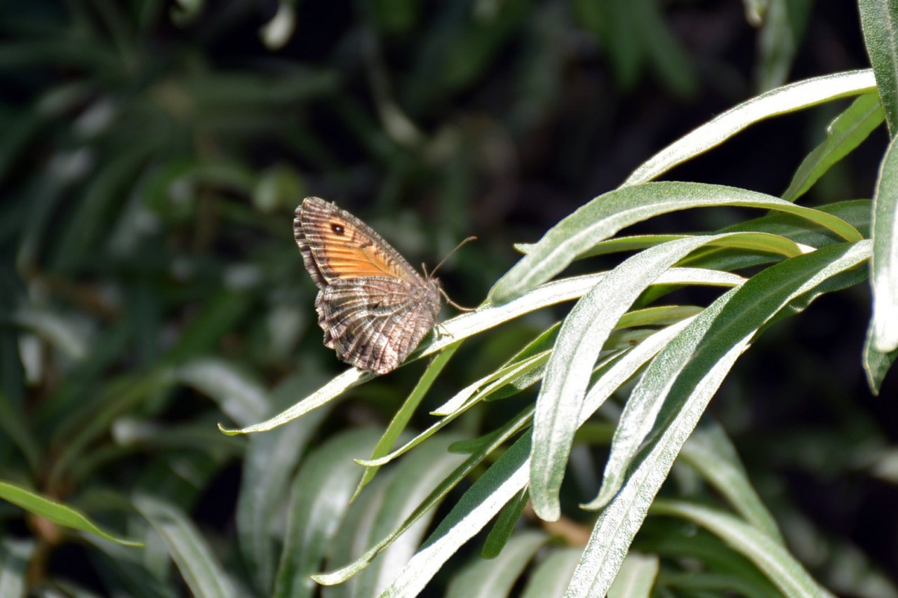 Gümüşhane 213 kelebek çeşidiyle Türkiye’nin en zengin ili 5