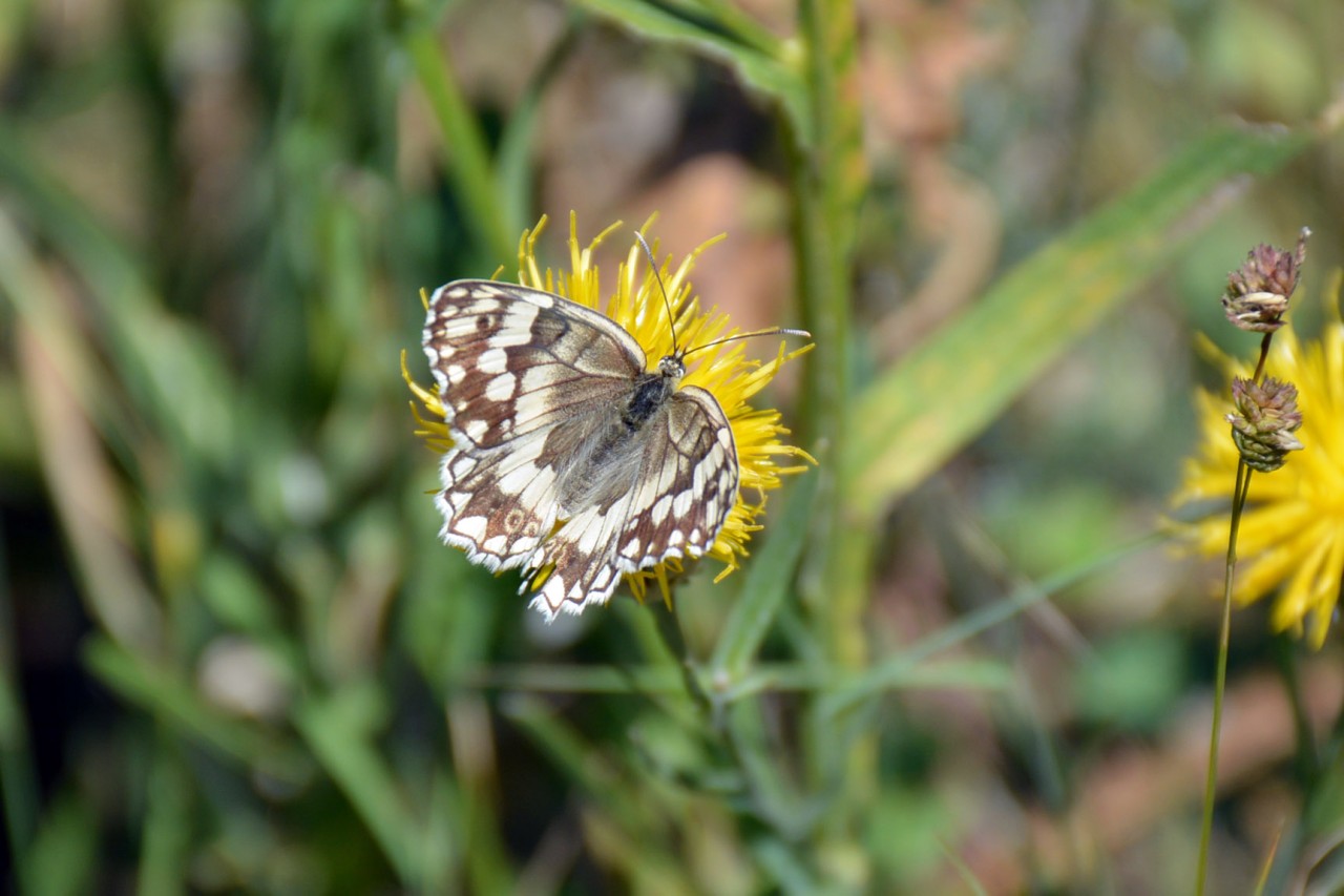 Gümüşhane 213 kelebek çeşidiyle Türkiye’nin en zengin ili 7