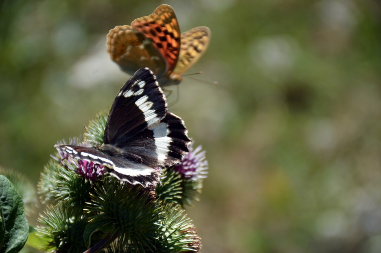 Gümüşhane 213 kelebek çeşidiyle Türkiye’nin en zengin ili 8
