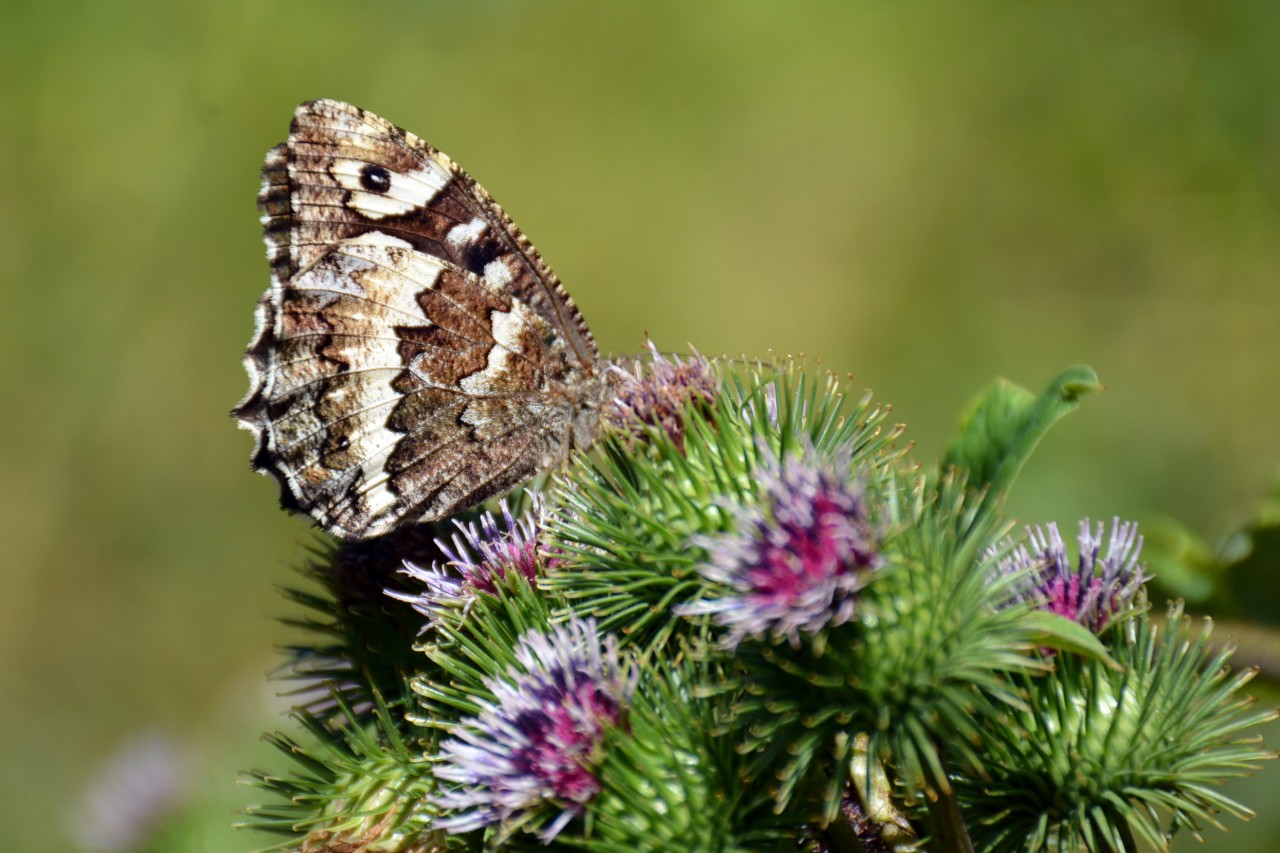 Gümüşhane 213 kelebek çeşidiyle Türkiye’nin en zengin ili 9