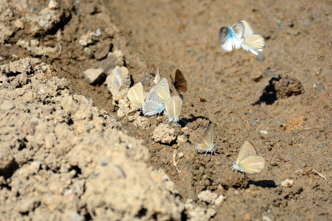 Gümüşhane 213 kelebek çeşidiyle Türkiye’nin en zengin ili 10