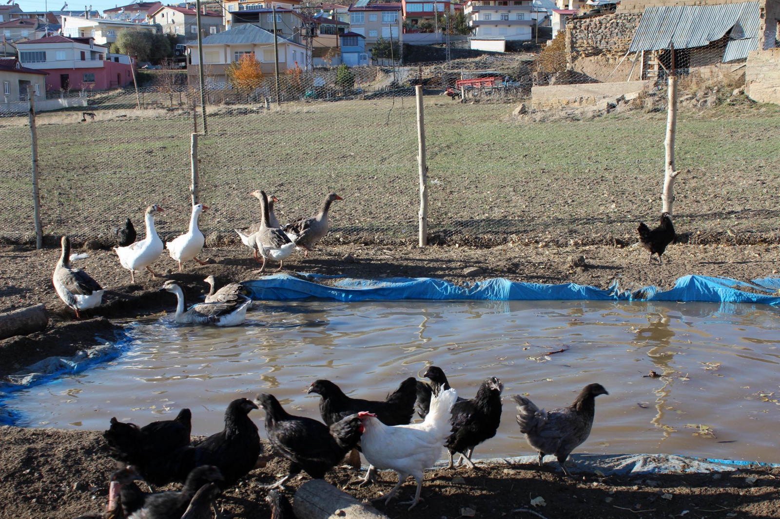 Emekli oldu, ‘boş durmak bana göre değil’ diyip tavuk çiftliği kurdu 6