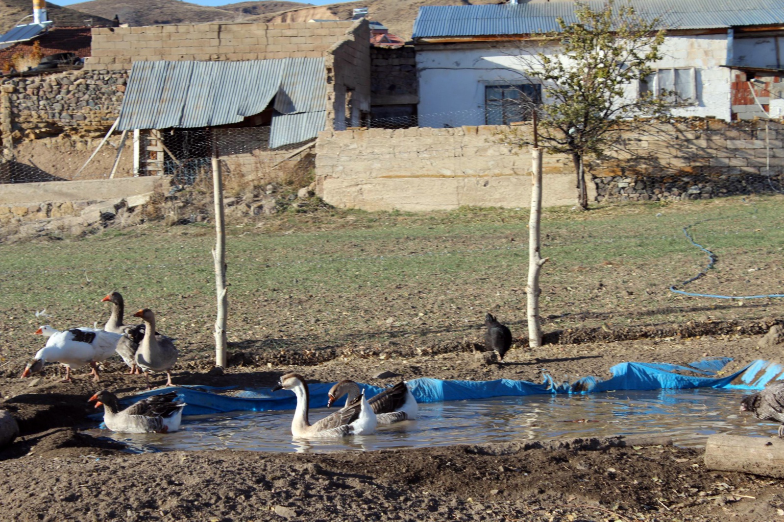 Emekli oldu, ‘boş durmak bana göre değil’ diyip tavuk çiftliği kurdu 2