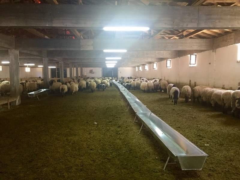 Torul’a 1 milyon liralık hayvancılık tesisi 4