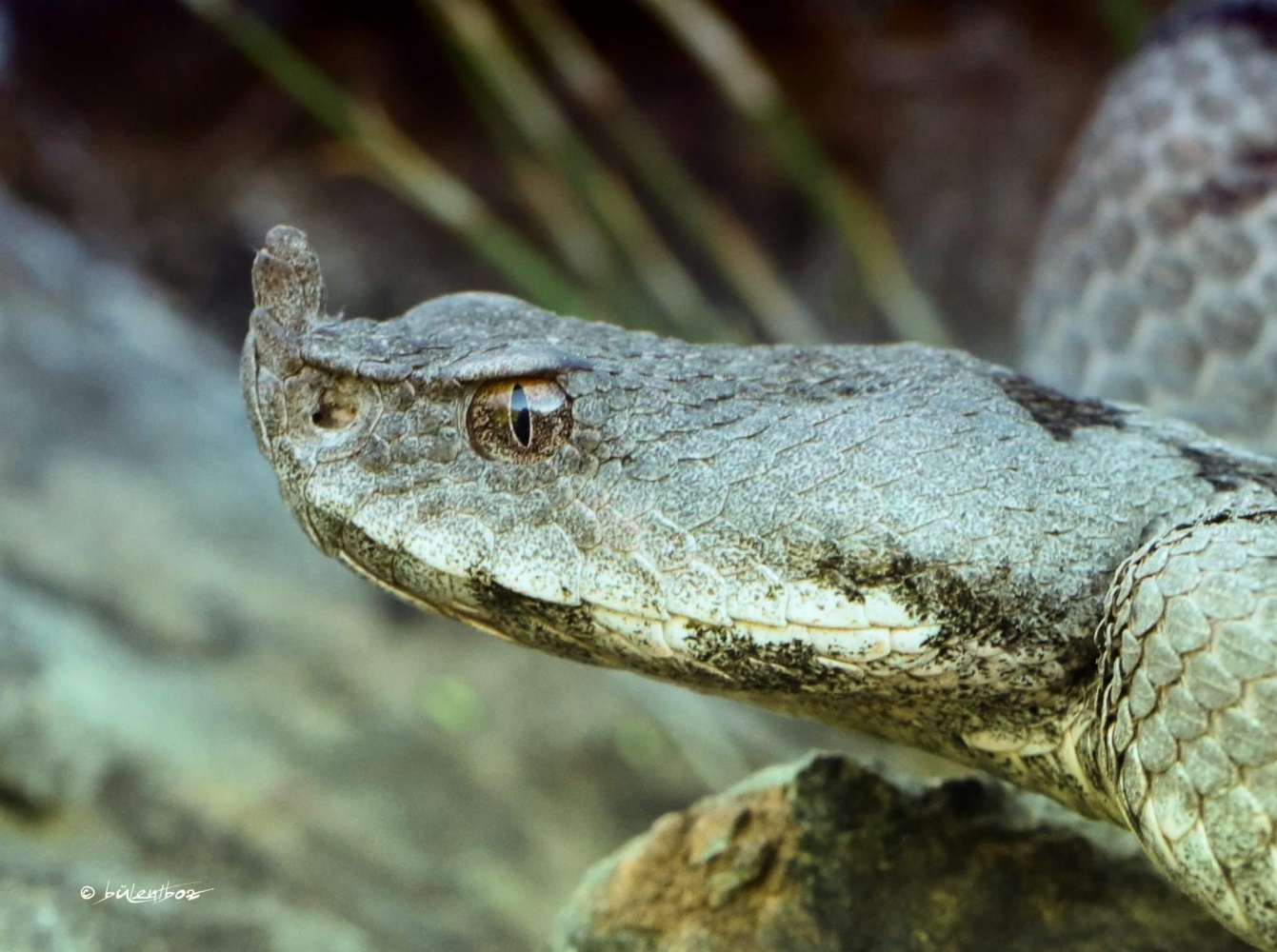 Gümüşhane'de ilk kez görüntülendi 1