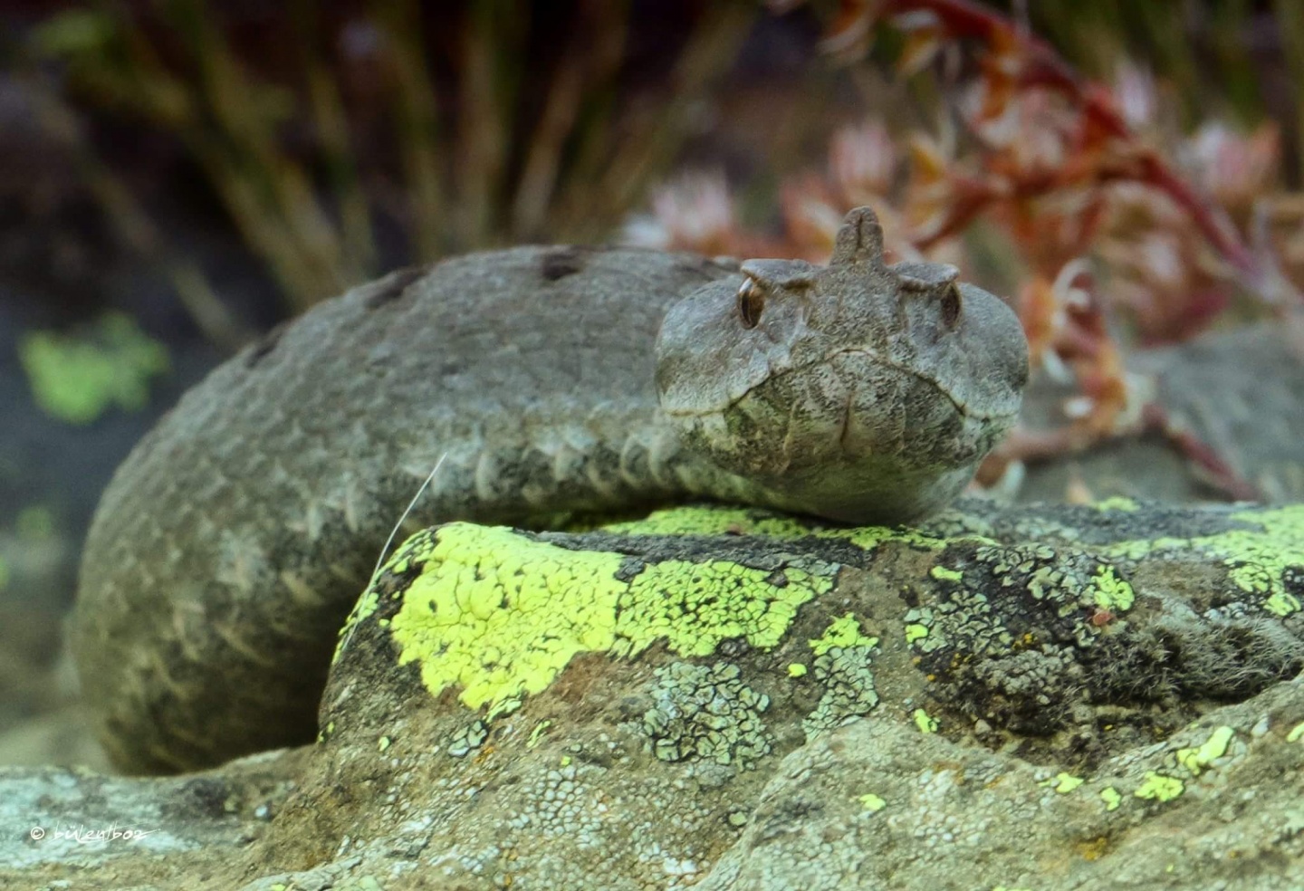 Gümüşhane'de ilk kez görüntülendi 3