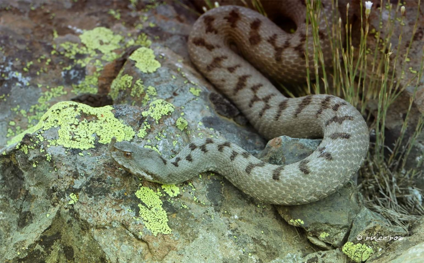 Gümüşhane'de ilk kez görüntülendi 4