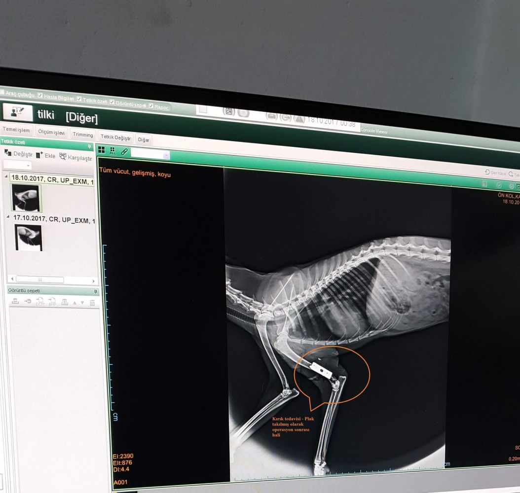 Ayağı kırılan Kızıl Tilki'ye plak takılarak tedavi altına alındı 9