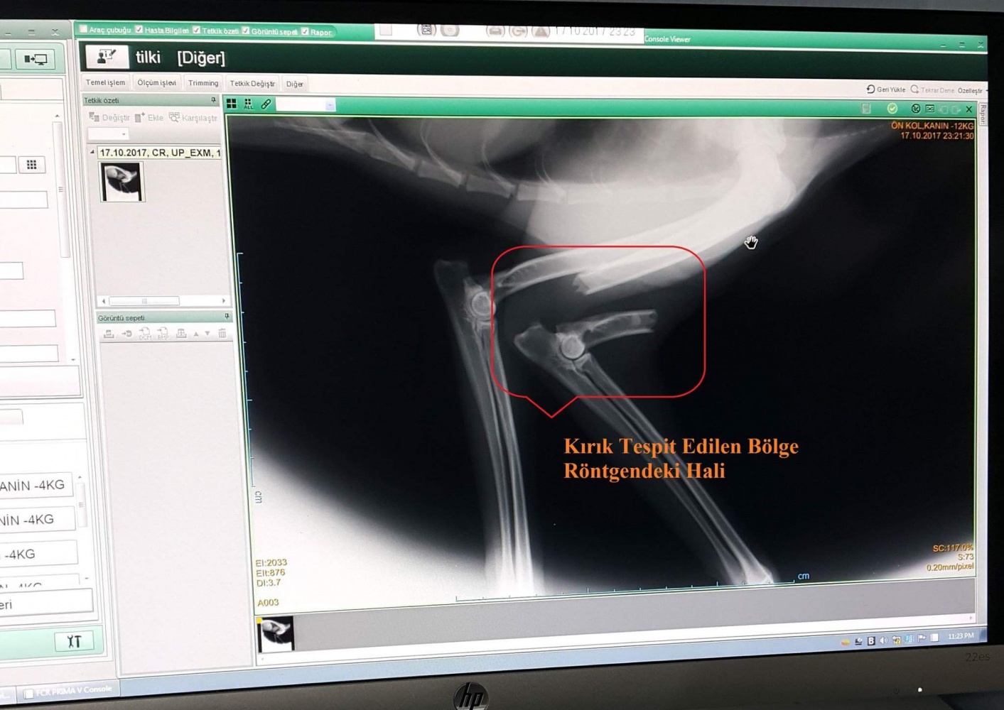 Ayağı kırılan Kızıl Tilki'ye plak takılarak tedavi altına alındı 4