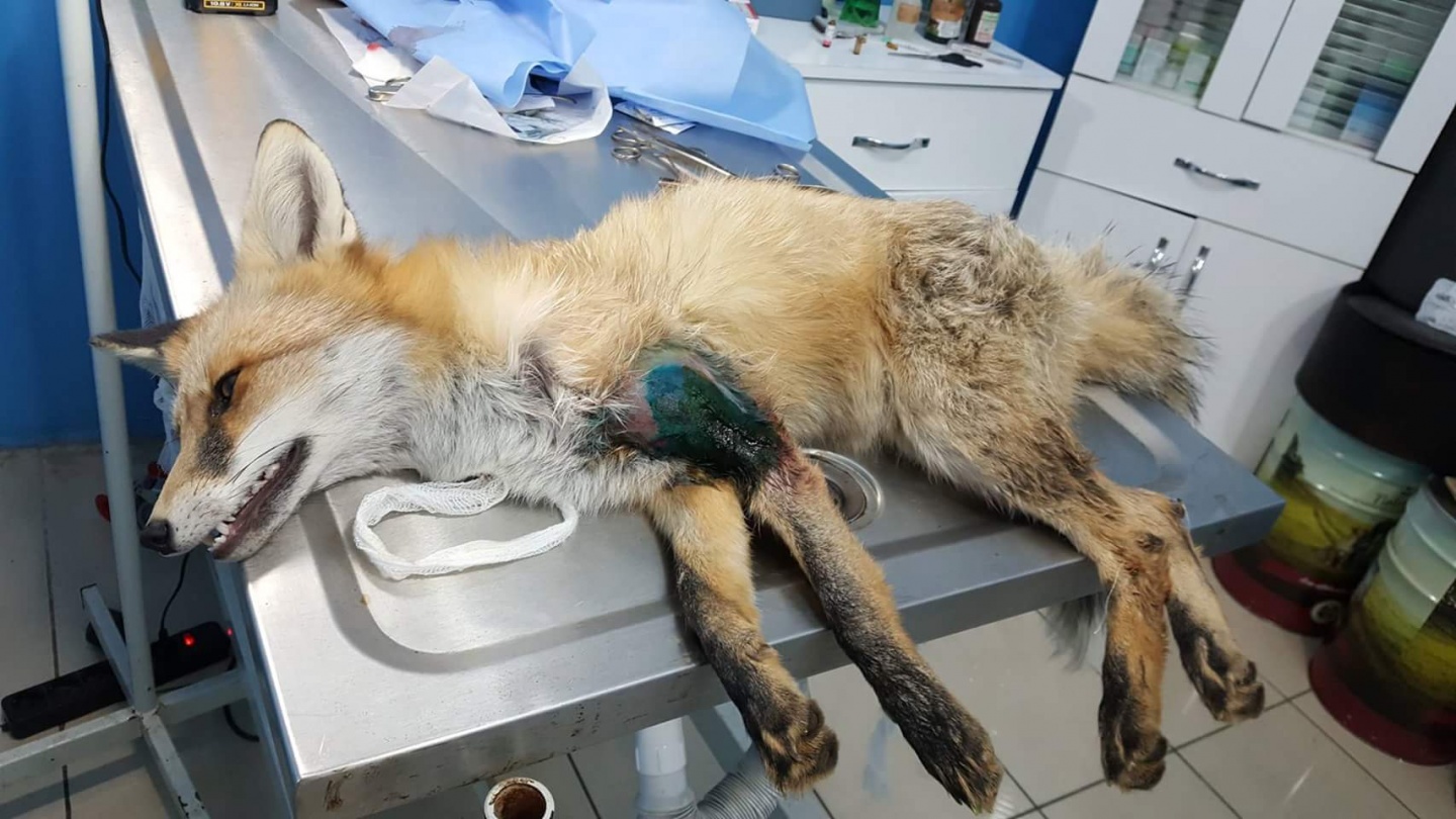 Ayağı kırılan Kızıl Tilki'ye plak takılarak tedavi altına alındı 1