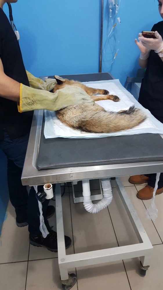 Ayağı kırılan Kızıl Tilki'ye plak takılarak tedavi altına alındı 2