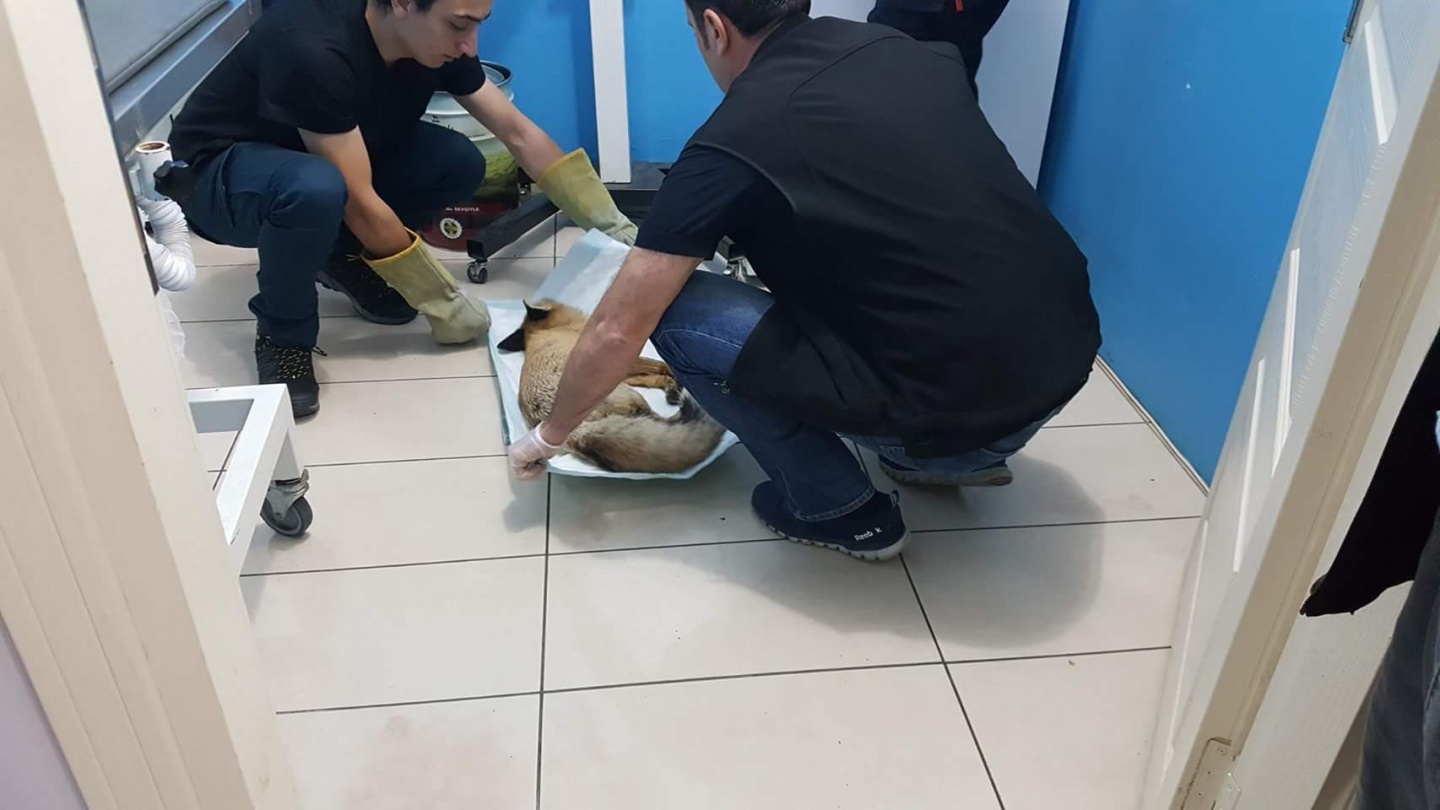 Ayağı kırılan Kızıl Tilki'ye plak takılarak tedavi altına alındı 3