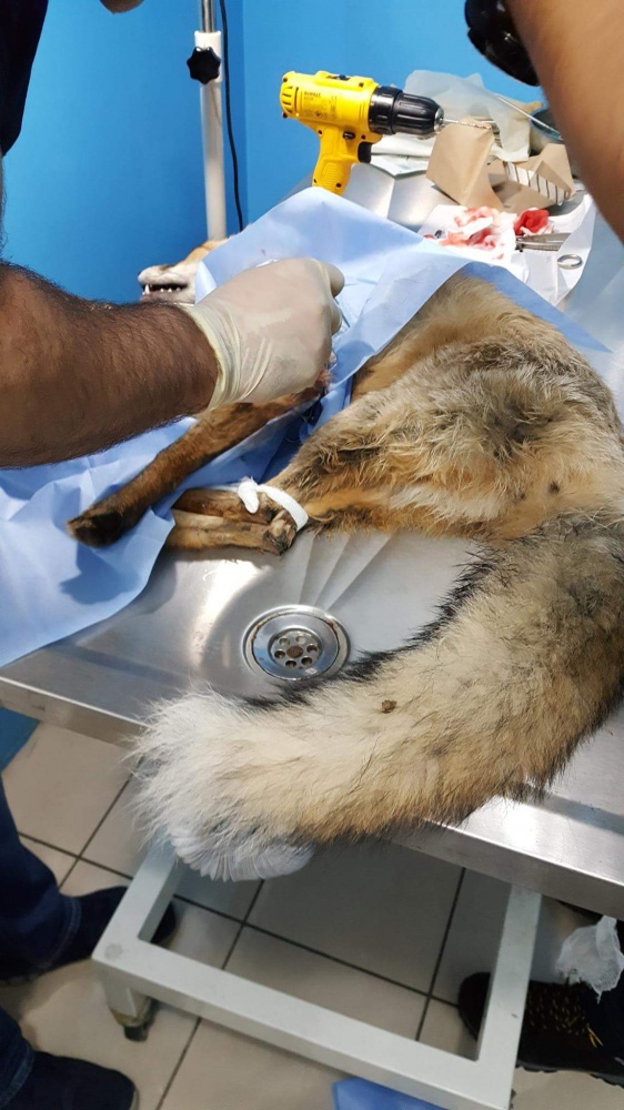 Ayağı kırılan Kızıl Tilki'ye plak takılarak tedavi altına alındı 5