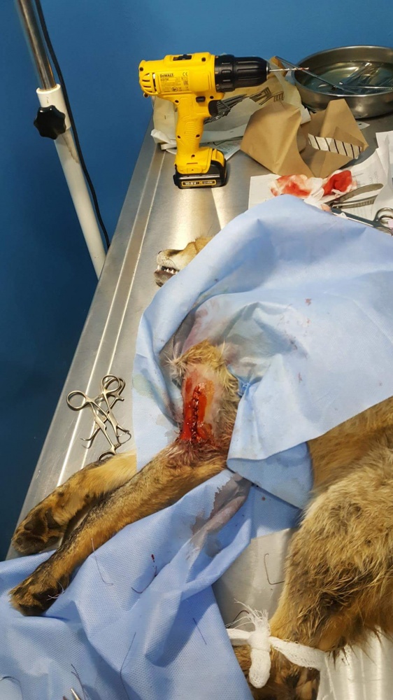 Ayağı kırılan Kızıl Tilki'ye plak takılarak tedavi altına alındı 7