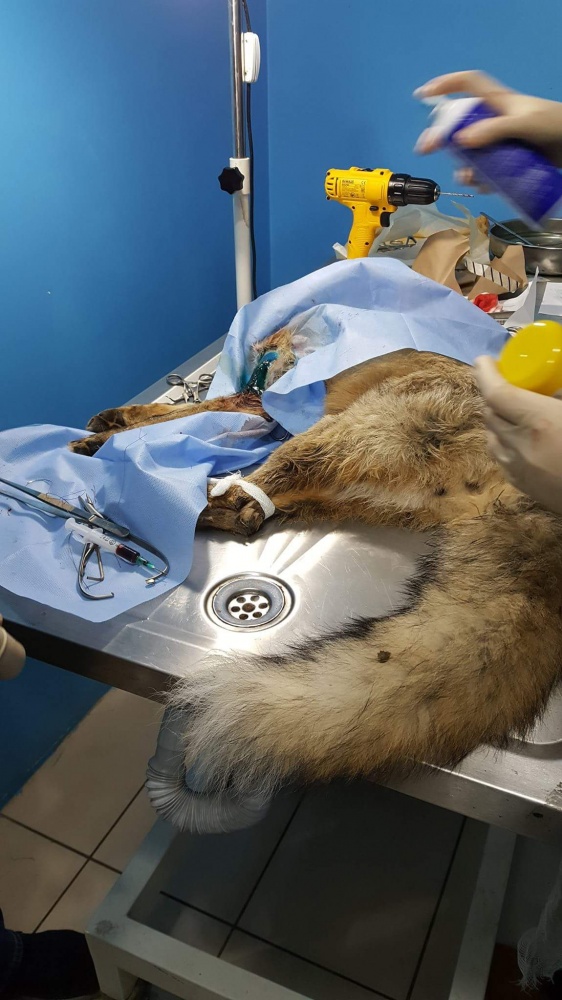 Ayağı kırılan Kızıl Tilki'ye plak takılarak tedavi altına alındı 10