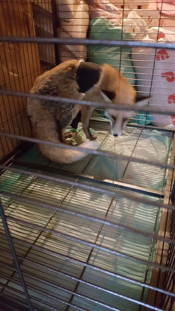 Ayağı kırılan Kızıl Tilki'ye plak takılarak tedavi altına alındı 12