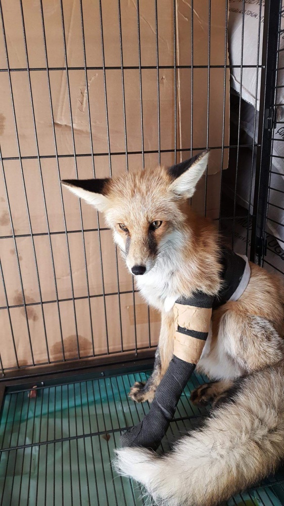 Ayağı kırılan Kızıl Tilki'ye plak takılarak tedavi altına alındı 11