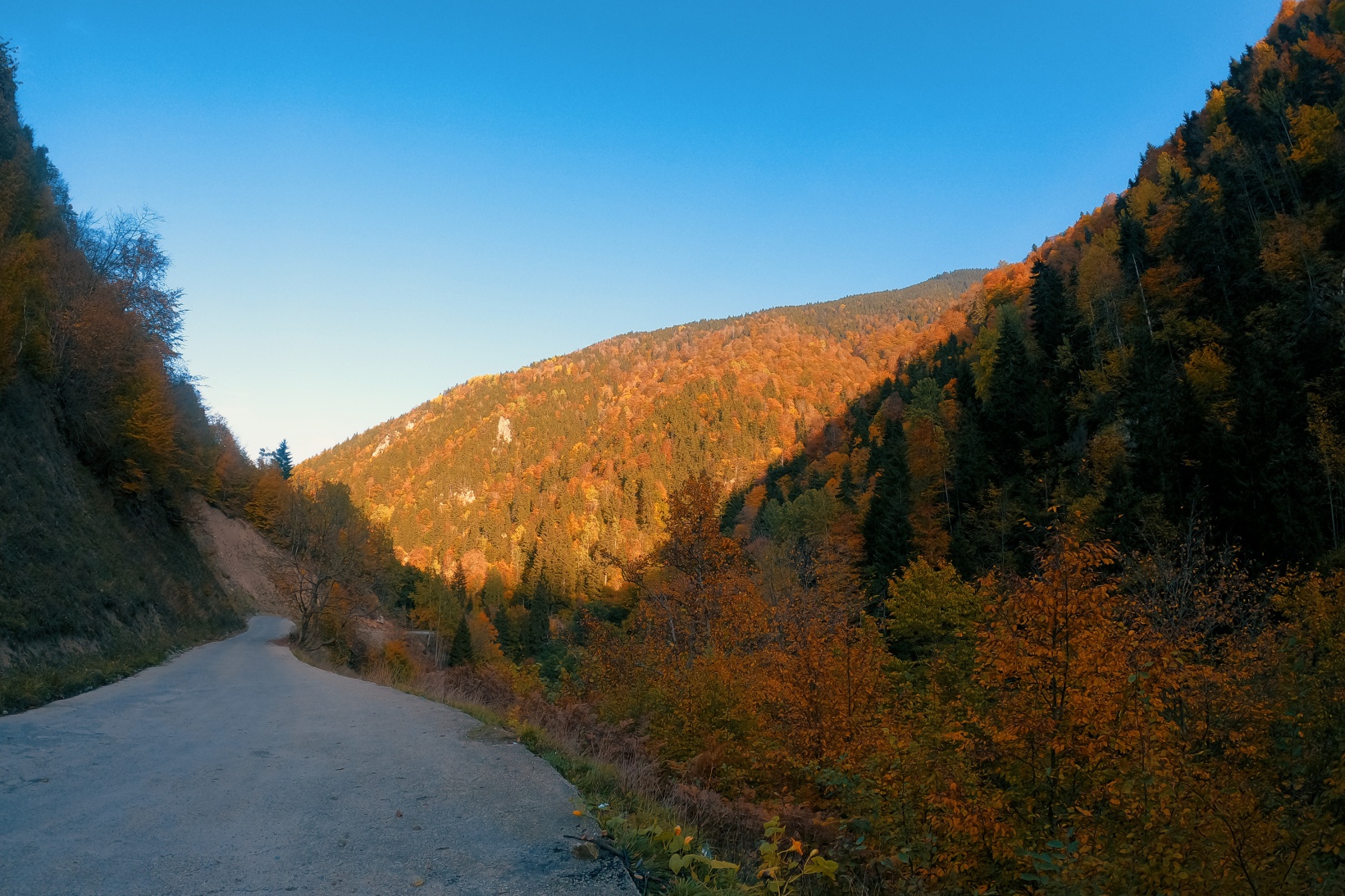 Örümcek Ormanları büyüleyici hale büründü 10