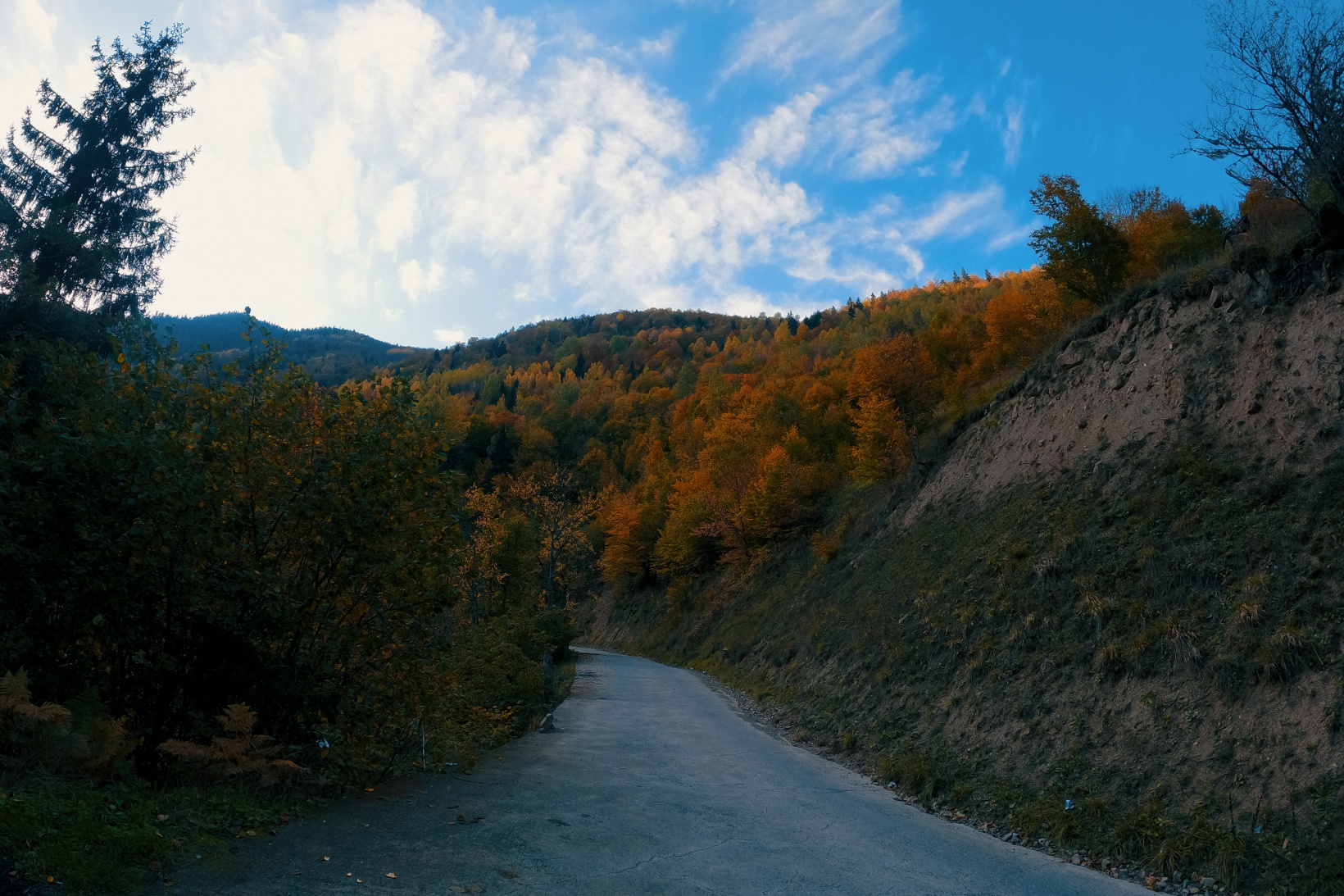 Örümcek Ormanları büyüleyici hale büründü 9