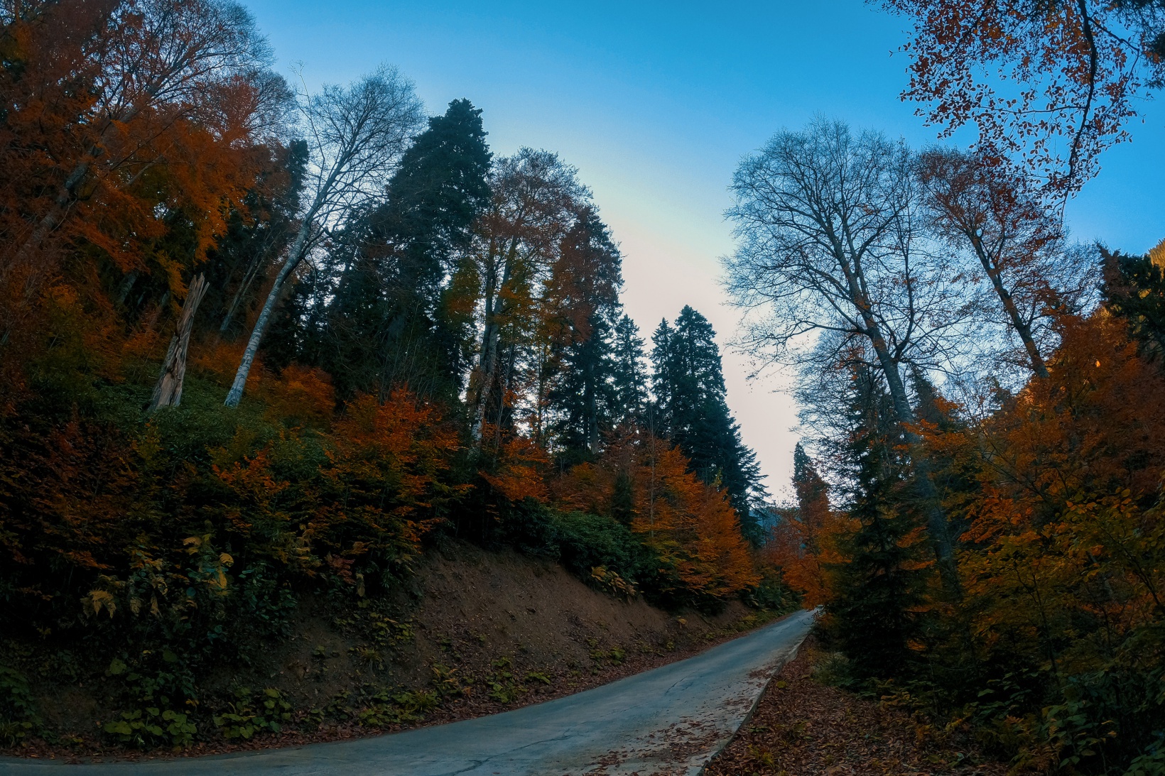 Örümcek Ormanları büyüleyici hale büründü 15