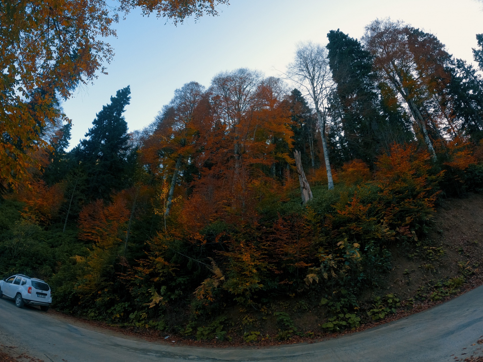 Örümcek Ormanları büyüleyici hale büründü 19