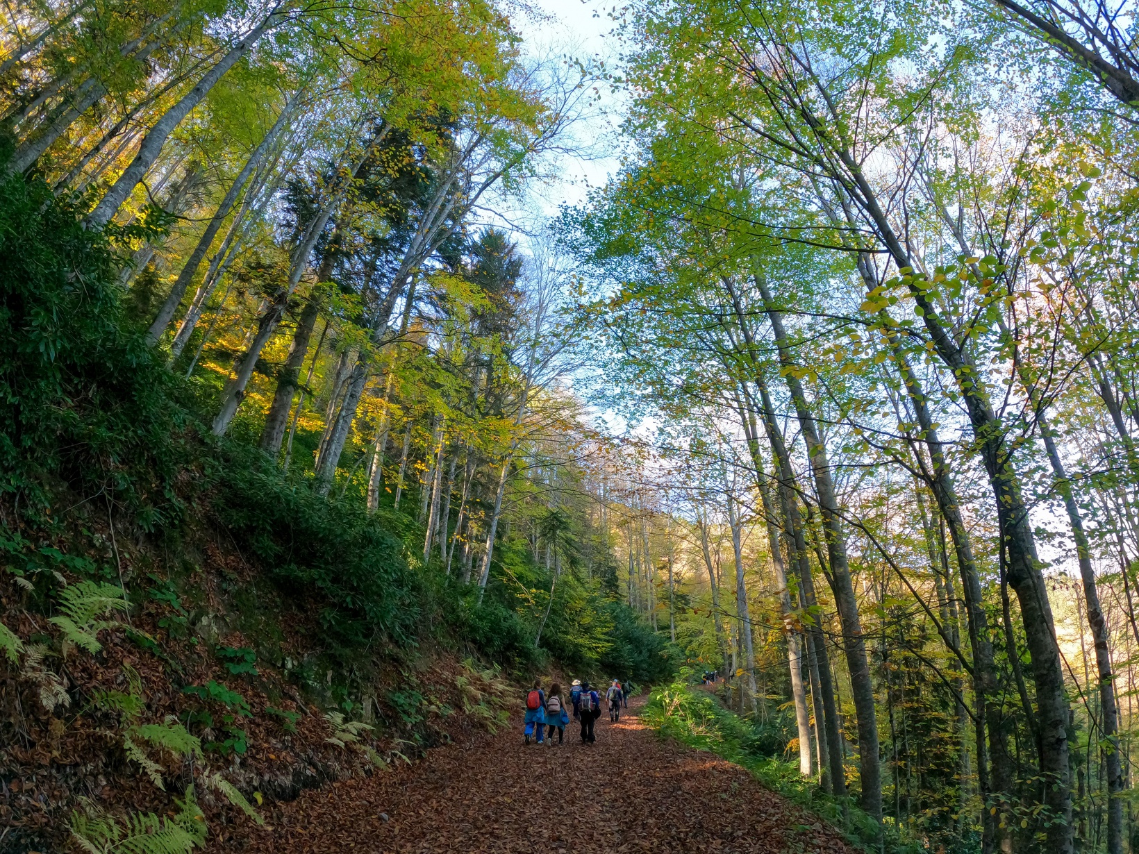 Görsel şöleni görmek için Örümcek Ormanlarına akın ettiler 11