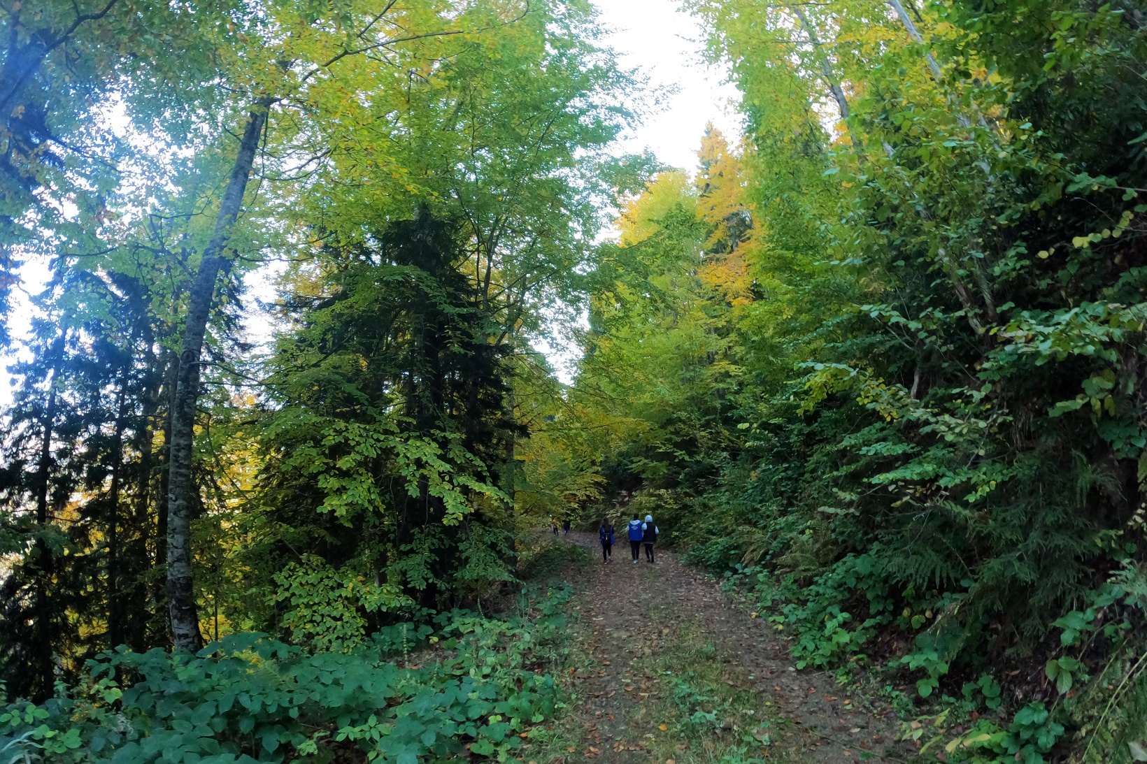 Eşsiz manzarayı görmek için canlı ağaç müzesine akın ettiler 32