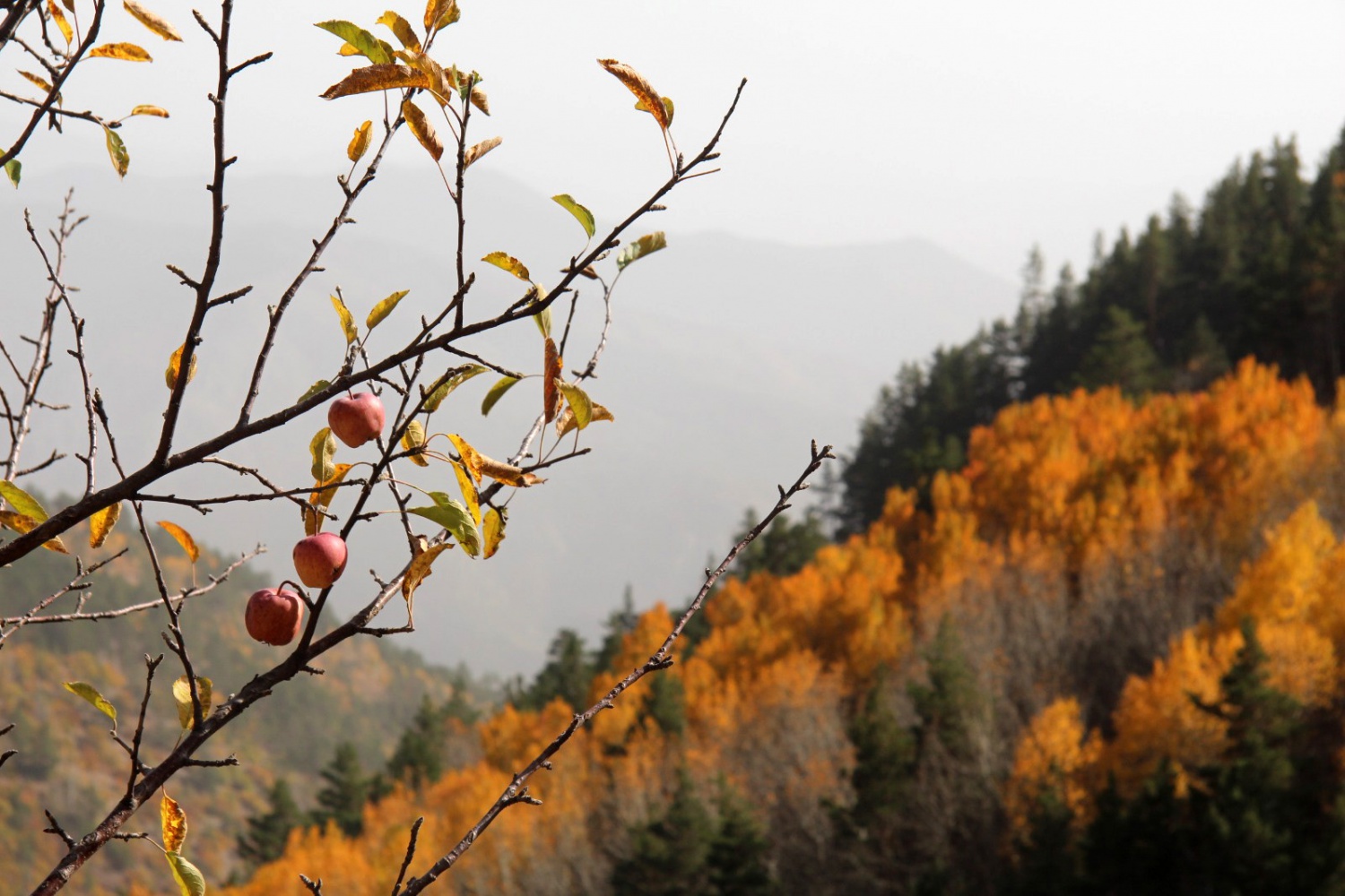 Gümüşhaneli dağcılardan sonbahar yürüyüşü 6