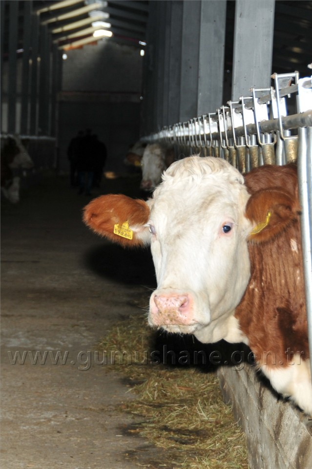 Köse'de 2 Milyon Liralık Çiftlik Açılışı Yapıldı 5