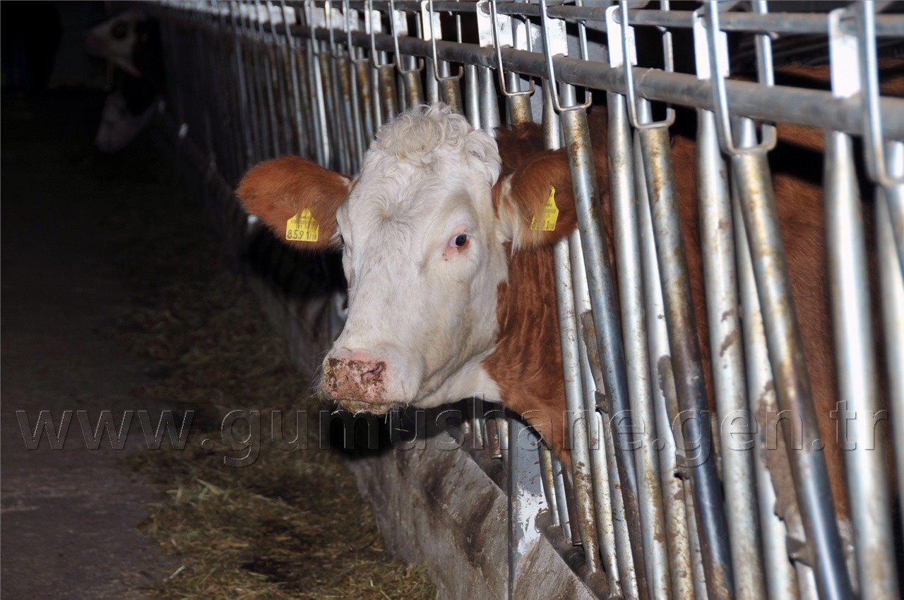 Köse'de 2 Milyon Liralık Çiftlik Açılışı Yapıldı 7