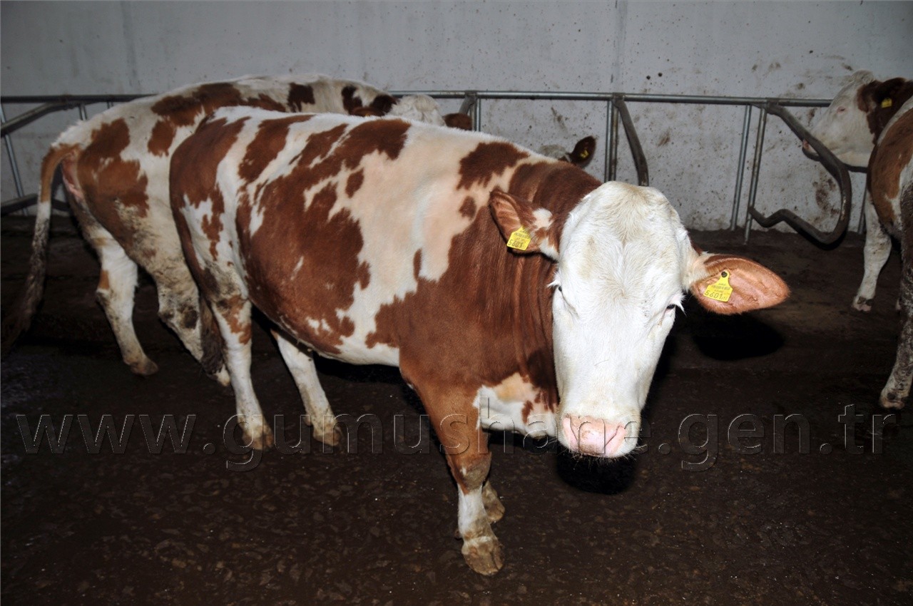 Köse'de 2 Milyon Liralık Çiftlik Açılışı Yapıldı 9