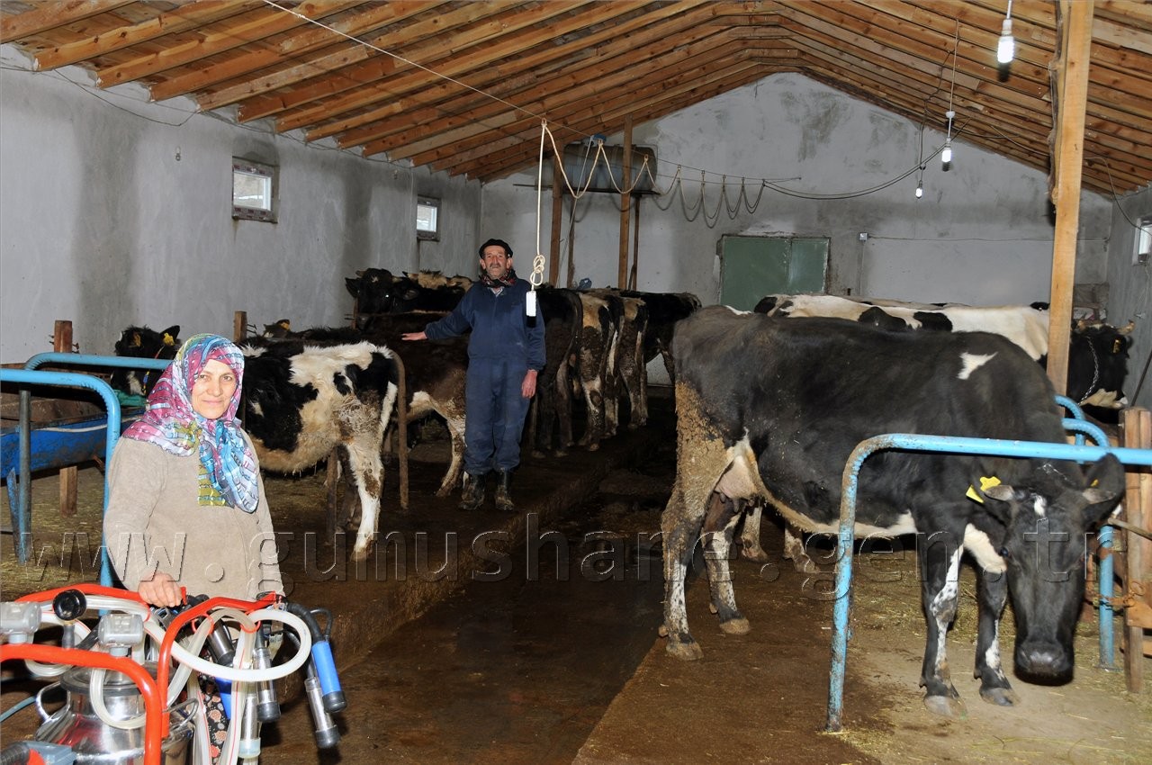 Otunu Rayla, Sütünü Teleferikle Taşıyor 5