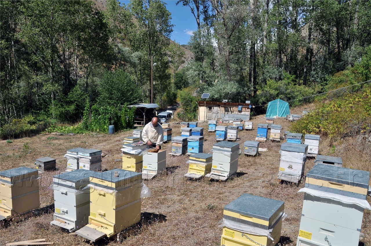 Ayıyla Mücadelede Güneş Enerjisi Dönemi 3
