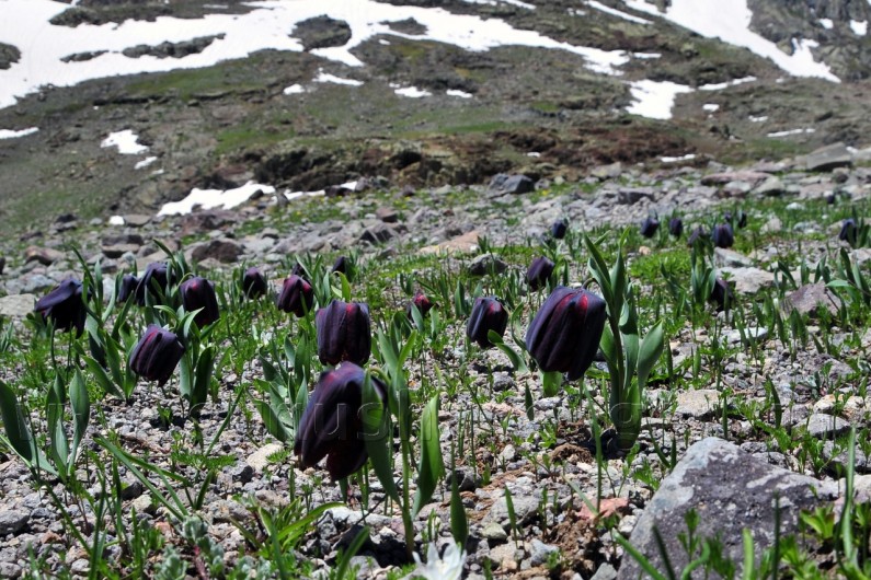 Gümüşhane'de Cennetten Bir Parça: Artabel Tabiat Parkı 15