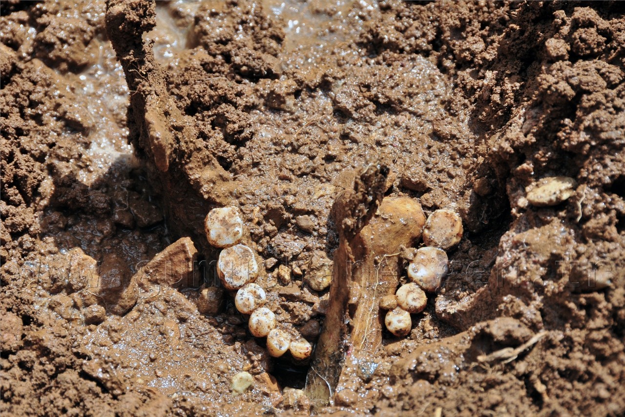 Artabel'de Şehitlik Araştırması Yapıldı 24