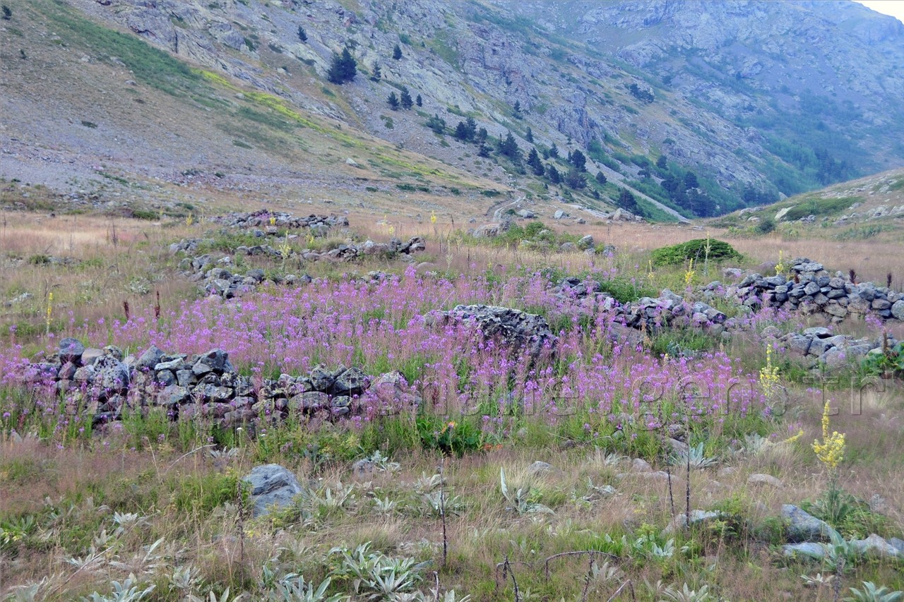 Artabel'de Şehitlik Araştırması Yapıldı 8