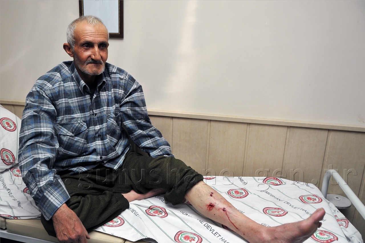 Mantar Toplamaya Giden Vatandaşa Ayı Saldırdı 1