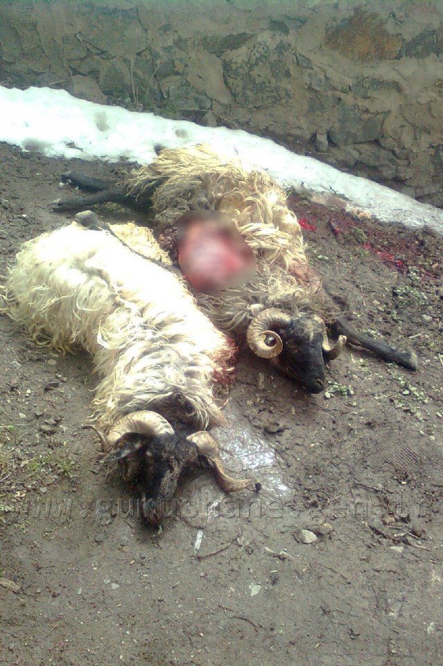 Gümüşhane'de Ayılar Köylere İnmeye Başladı 3