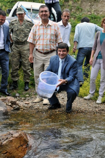 Çit Deresine 5 Bin Kırmızı Benekli Alabalık 2