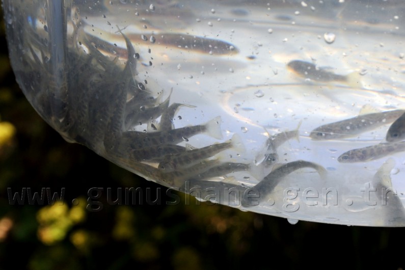 Çit Deresine 5 Bin Kırmızı Benekli Alabalık 3