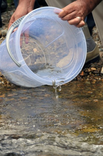 Çit Deresine 5 Bin Kırmızı Benekli Alabalık 4