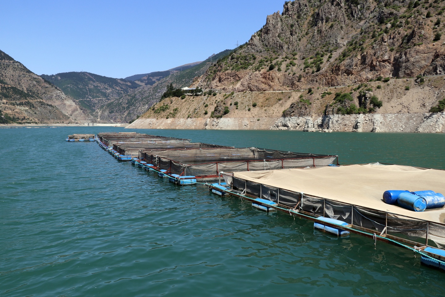 Torul barajında alabalık üretimi 7