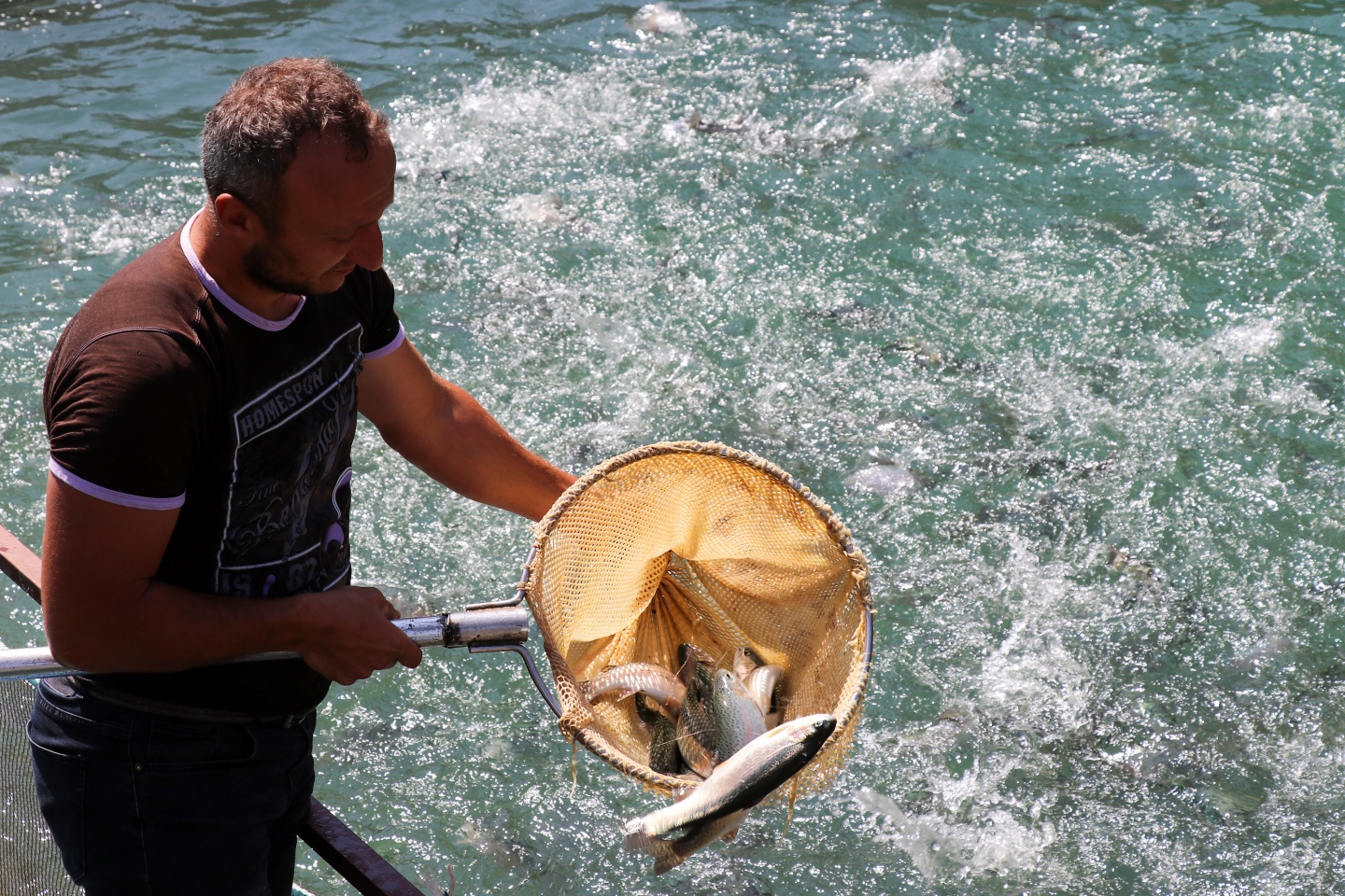 Torul barajında alabalık üretimi 6