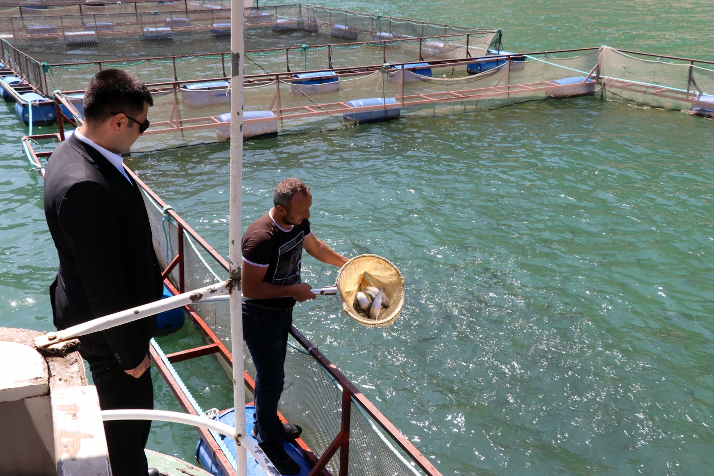 Torul barajında alabalık üretimi 4