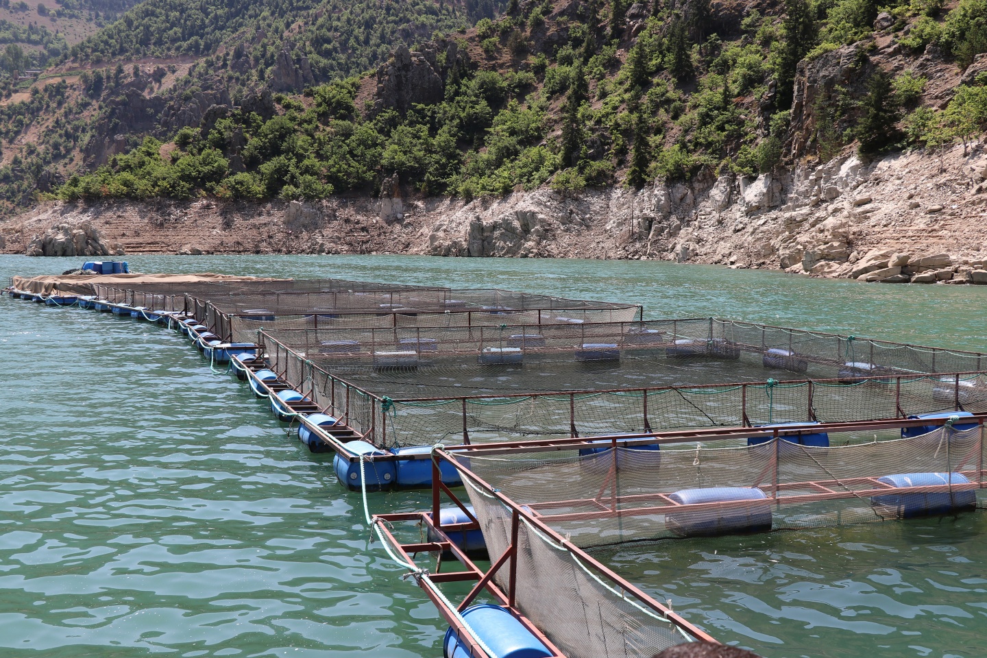 Torul barajında alabalık üretimi 10