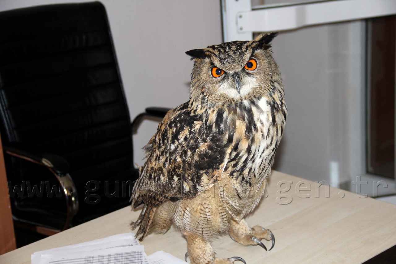 Yaralı Baykuş Yetkililere Teslim Edildi 1