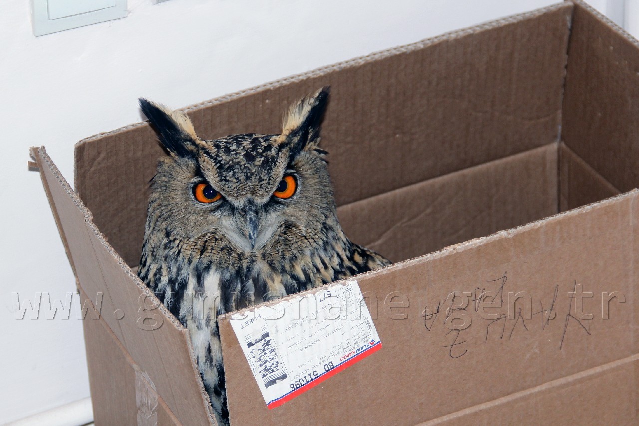 Yaralı Baykuş Yetkililere Teslim Edildi 2