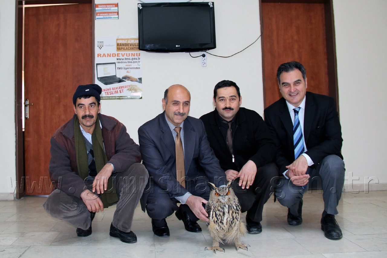 Yaralı Baykuş Yetkililere Teslim Edildi 3